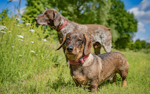 Tall dog, short dog from Chrome web store to be run with OffiDocs Chromium online Tall dog, short dog from Chrome web store to be run with OffiDocs Chromium online