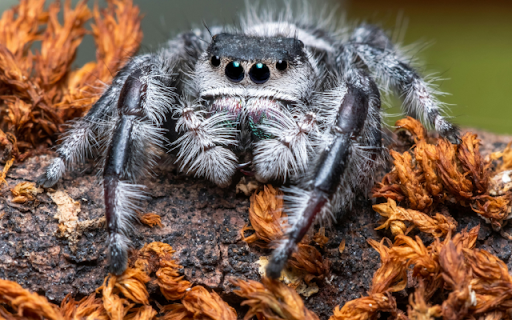 Tarantula from Chrome web store to be run with OffiDocs Chromium online Tarantula from Chrome web store to be run with OffiDocs Chromium online