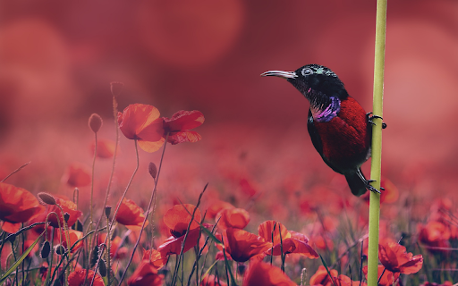 The bird poppies from Chrome web store to be run with OffiDocs Chromium online The bird poppies from Chrome web store to be run with OffiDocs Chromium online