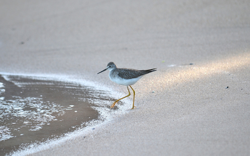 The bird walks on the sand from Chrome web store to be run with OffiDocs Chromium online The bird walks on the sand from Chrome web store to be run with OffiDocs Chromium online