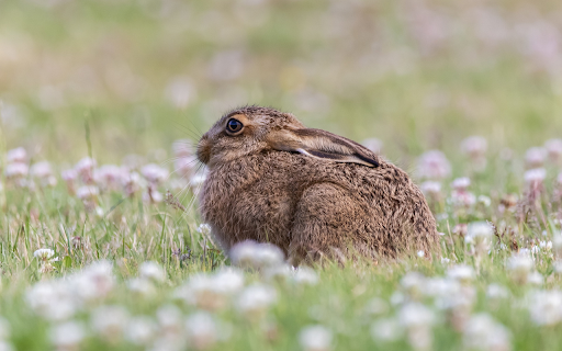 The brown rabbit was scared from Chrome web store to be run with OffiDocs Chromium online The brown rabbit was scared from Chrome web store to be run with OffiDocs Chromium online