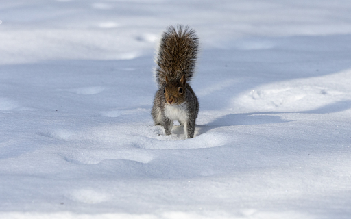 The bushy tailed squirrel from Chrome web store to be run with OffiDocs Chromium online The bushy tailed squirrel from Chrome web store to be run with OffiDocs Chromium online