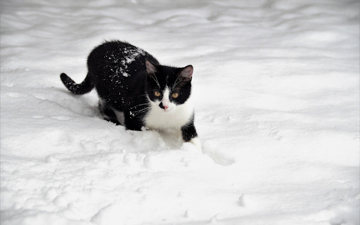 The cat buried its feet in the snow from Chrome web store to be run with OffiDocs Chromium online The cat buried its feet in the snow from Chrome web store to be run with OffiDocs Chromium online