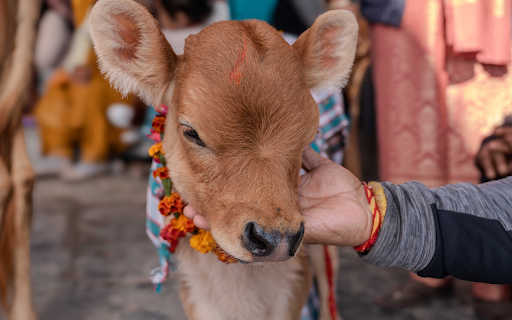 The cow and the wreath from Chrome web store to be run with OffiDocs Chromium online The cow and the wreath from Chrome web store to be run with OffiDocs Chromium online