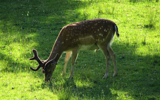 The deer eats grass from Chrome web store to be run with OffiDocs Chromium online The deer eats grass from Chrome web store to be run with OffiDocs Chromium online