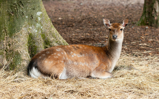 The deer lies on dry grass from Chrome web store to be run with OffiDocs Chromium online The deer lies on dry grass from Chrome web store to be run with OffiDocs Chromium online