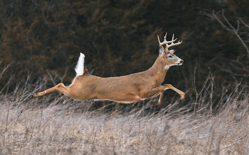 The deer ran like flying from Chrome web store to be run with OffiDocs Chromium online The deer ran like flying from Chrome web store to be run with OffiDocs Chromium online