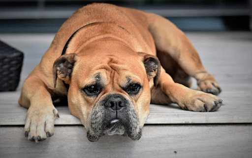The dog is lying down. from Chrome web store to be run with OffiDocs Chromium online The dog is lying down. from Chrome web store to be run with OffiDocs Chromium online
