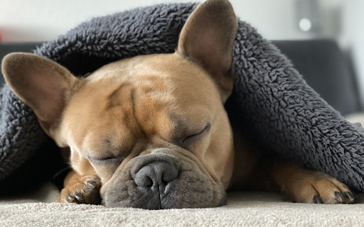 The dog is sleeping from Chrome web store to be run with OffiDocs Chromium online The dog is sleeping from Chrome web store to be run with OffiDocs Chromium online