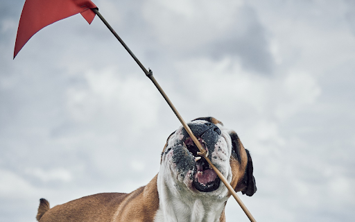 The dog wins from Chrome web store to be run with OffiDocs Chromium online The dog wins from Chrome web store to be run with OffiDocs Chromium online