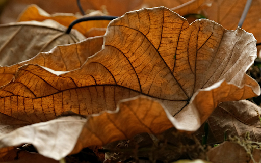 The dry leaves curl from Chrome web store to be run with OffiDocs Chromium online The dry leaves curl from Chrome web store to be run with OffiDocs Chromium online
