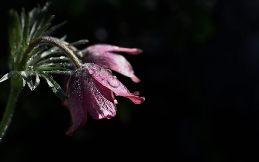 The flower is drooping from Chrome web store to be run with OffiDocs Chromium online The flower is drooping from Chrome web store to be run with OffiDocs Chromium online