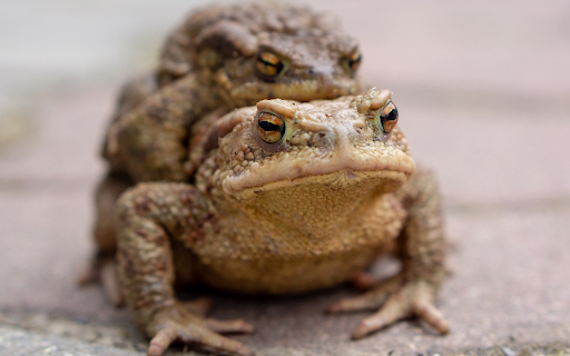 The frogs brown amphibian from Chrome web store to be run with OffiDocs Chromium online The frogs brown amphibian from Chrome web store to be run with OffiDocs Chromium online