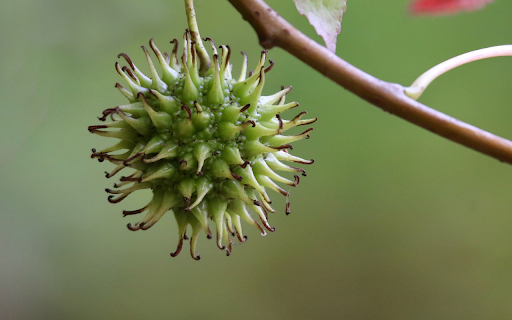 The fruit has thorns from Chrome web store to be run with OffiDocs Chromium online The fruit has thorns from Chrome web store to be run with OffiDocs Chromium online