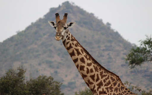 The Giraffe and the Long Neck from Chrome web store to be run with OffiDocs Chromium online The Giraffe and the Long Neck from Chrome web store to be run with OffiDocs Chromium online