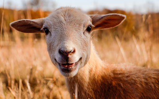The goat laughed from Chrome web store to be run with OffiDocs Chromium online The goat laughed from Chrome web store to be run with OffiDocs Chromium online