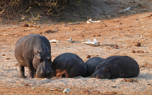 The hippos fell asleep from Chrome web store to be run with OffiDocs Chromium online The hippos fell asleep from Chrome web store to be run with OffiDocs Chromium online