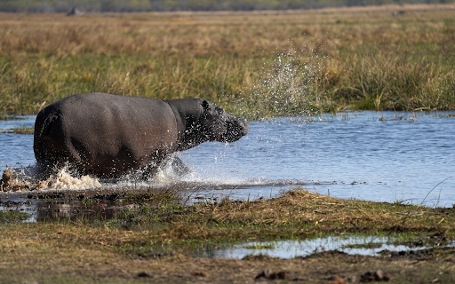 The hippo wades in the water from Chrome web store to be run with OffiDocs Chromium online The hippo wades in the water from Chrome web store to be run with OffiDocs Chromium online