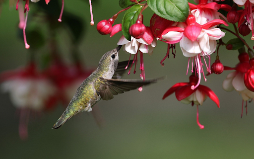 The Hummingbird by the Flower Branch from Chrome web store to be run with OffiDocs Chromium online The Hummingbird by the Flower Branch from Chrome web store to be run with OffiDocs Chromium online