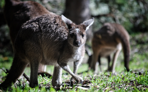 The kangaroos from Chrome web store to be run with OffiDocs Chromium online The kangaroos from Chrome web store to be run with OffiDocs Chromium online