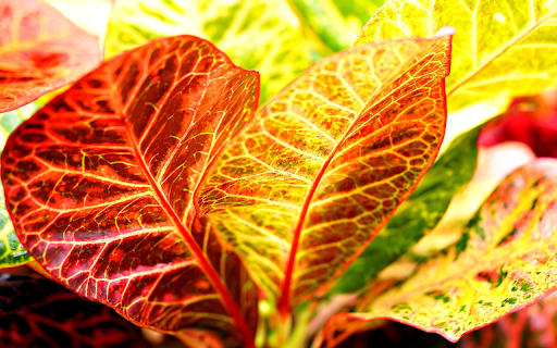 The leaves glow in the sunlight from Chrome web store to be run with OffiDocs Chromium online The leaves glow in the sunlight from Chrome web store to be run with OffiDocs Chromium online