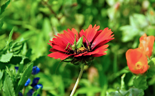 The locust landed on the flower from Chrome web store to be run with OffiDocs Chromium online The locust landed on the flower from Chrome web store to be run with OffiDocs Chromium online