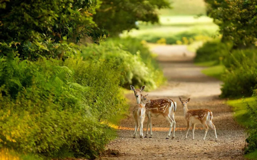The Majestic Deer: A Gentle Spirit of the Wild from Chrome web store to be run with OffiDocs Chromium online The Majestic Deer: A Gentle Spirit of the Wild from Chrome web store to be run with OffiDocs Chromium online