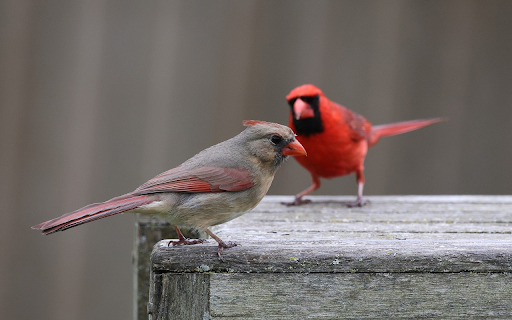 The pair of birds entwined from Chrome web store to be run with OffiDocs Chromium online The pair of birds entwined from Chrome web store to be run with OffiDocs Chromium online