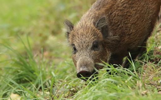 The pig eats grass from Chrome web store to be run with OffiDocs Chromium online The pig eats grass from Chrome web store to be run with OffiDocs Chromium online