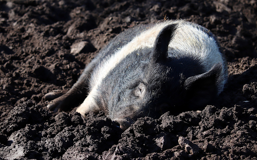 The pig wallows in the soil from Chrome web store to be run with OffiDocs Chromium online The pig wallows in the soil from Chrome web store to be run with OffiDocs Chromium online