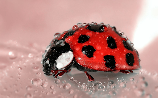 The polka dotted ladybug from Chrome web store to be run with OffiDocs Chromium online The polka dotted ladybug from Chrome web store to be run with OffiDocs Chromium online