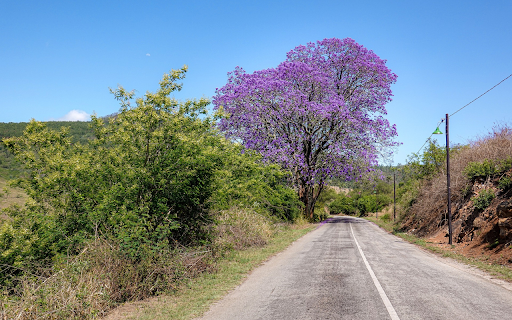The purple flower tree is big and tall from Chrome web store to be run with OffiDocs Chromium online The purple flower tree is big and tall from Chrome web store to be run with OffiDocs Chromium online