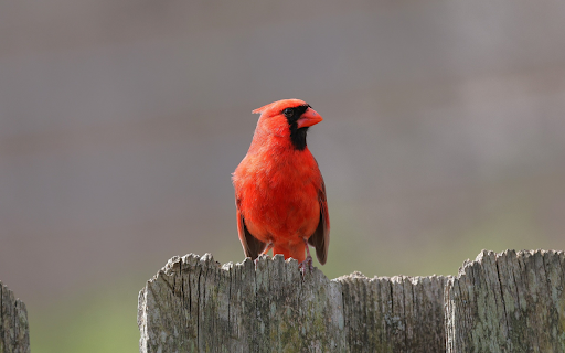 The Red Bird and the Beautiful Crest from Chrome web store to be run with OffiDocs Chromium online The Red Bird and the Beautiful Crest from Chrome web store to be run with OffiDocs Chromium online