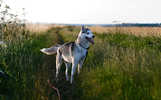 The road is full of grass and dogs from Chrome web store to be run with OffiDocs Chromium online The road is full of grass and dogs from Chrome web store to be run with OffiDocs Chromium online