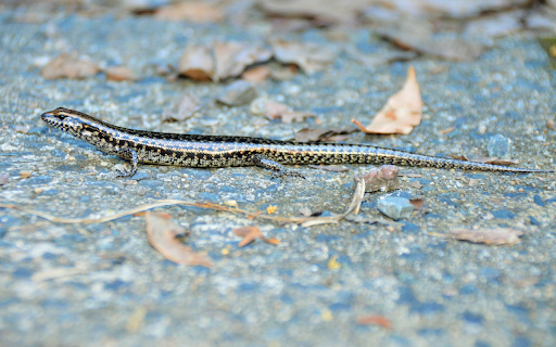 The shiny skinned lizard from Chrome web store to be run with OffiDocs Chromium online The shiny skinned lizard from Chrome web store to be run with OffiDocs Chromium online