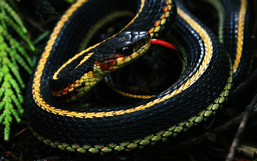 The snake curled up in a red net from Chrome web store to be run with OffiDocs Chromium online The snake curled up in a red net from Chrome web store to be run with OffiDocs Chromium online