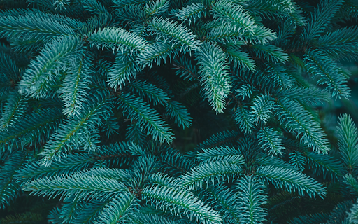 The spruce leaves tree from Chrome web store to be run with OffiDocs Chromium online The spruce leaves tree from Chrome web store to be run with OffiDocs Chromium online