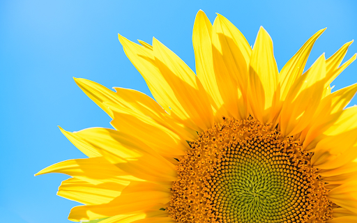 The sun flower glows in the blue sky from Chrome web store to be run with OffiDocs Chromium online The sun flower glows in the blue sky from Chrome web store to be run with OffiDocs Chromium online