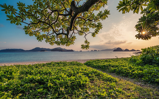 The sun shines through the leaves from Chrome web store to be run with OffiDocs Chromium online The sun shines through the leaves from Chrome web store to be run with OffiDocs Chromium online
