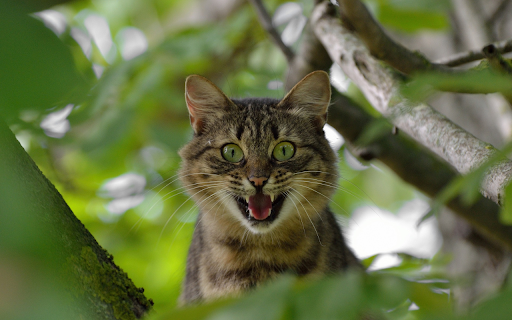 The tabby cat is scared from Chrome web store to be run with OffiDocs Chromium online The tabby cat is scared from Chrome web store to be run with OffiDocs Chromium online