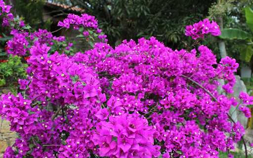 The tree has many flowers from Chrome web store to be run with OffiDocs Chromium online The tree has many flowers from Chrome web store to be run with OffiDocs Chromium online