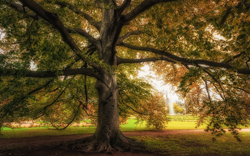 The tree is tall and shiny from Chrome web store to be run with OffiDocs Chromium online The tree is tall and shiny from Chrome web store to be run with OffiDocs Chromium online