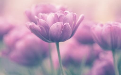 The tulip flower spring from Chrome web store to be run with OffiDocs Chromium online The tulip flower spring from Chrome web store to be run with OffiDocs Chromium online