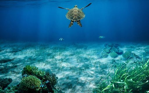 The Turtle’s Journey from Chrome web store to be run with OffiDocs Chromium online The Turtle’s Journey from Chrome web store to be run with OffiDocs Chromium online
