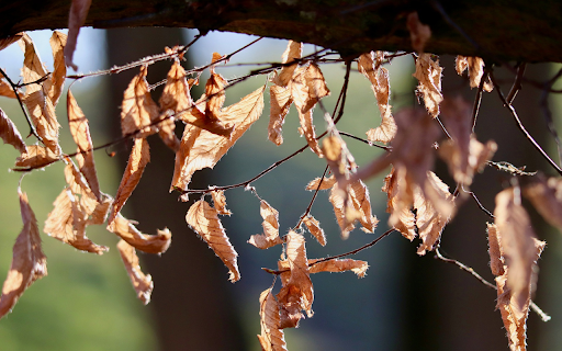 The withered leaves from Chrome web store to be run with OffiDocs Chromium online The withered leaves from Chrome web store to be run with OffiDocs Chromium online