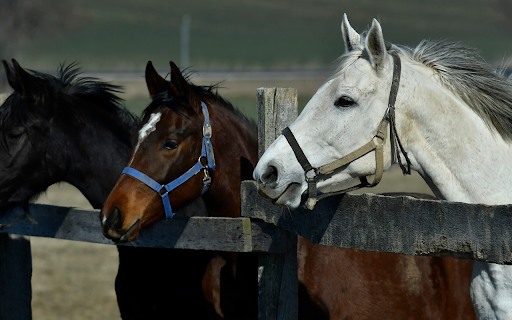 Thoroughbred Horses from Chrome web store to be run with OffiDocs Chromium online Thoroughbred Horses from Chrome web store to be run with OffiDocs Chromium online