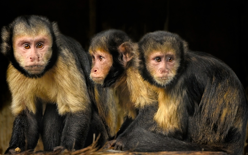 Three two colored monkeys from Chrome web store to be run with OffiDocs Chromium online Three two colored monkeys from Chrome web store to be run with OffiDocs Chromium online