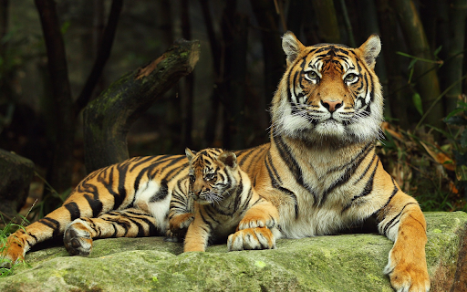 Tigers motherly love from Chrome web store to be run with OffiDocs Chromium online Tigers motherly love from Chrome web store to be run with OffiDocs Chromium online