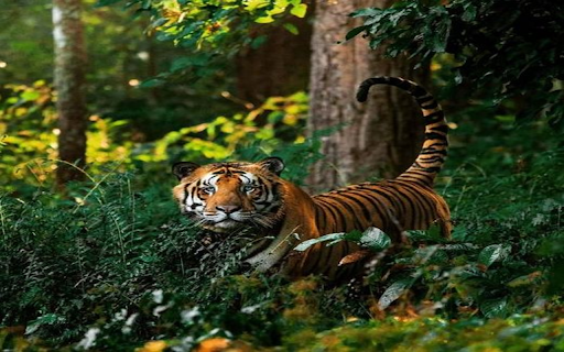 tiger wallpaper from Chrome web store to be run with OffiDocs Chromium online tiger wallpaper from Chrome web store to be run with OffiDocs Chromium online
