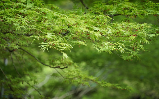 Tree canopy from Chrome web store to be run with OffiDocs Chromium online Tree canopy from Chrome web store to be run with OffiDocs Chromium online